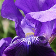 28th Aug 2021 - purple petals
