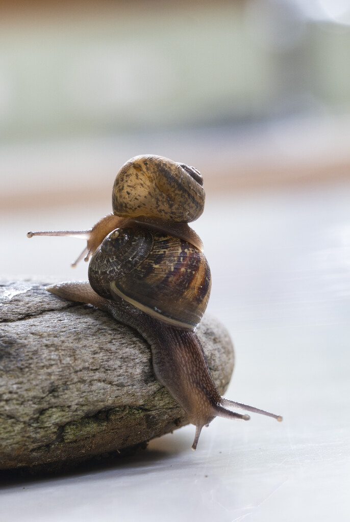 More snails ... by dkbarnett