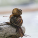 More snails ... by dkbarnett