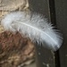 27Aug Baby feather by delboy207