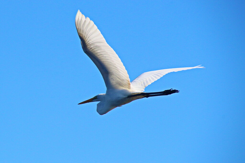 Egret in Flight by terryliv