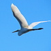 Egret in Flight by terryliv
