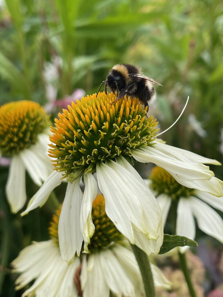 Bumble Bee on Echinacea by 365projectmaxine