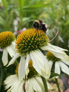 29th Aug 2021 - Bumble Bee on Echinacea