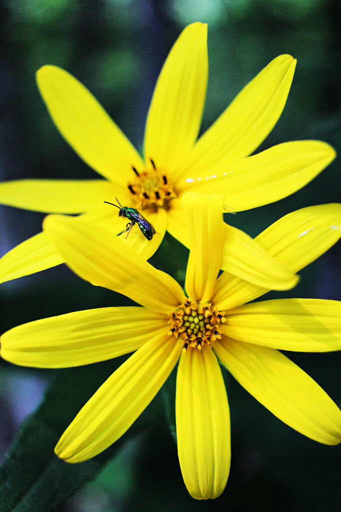 Sixteen Petals and a Bee by juliedduncan