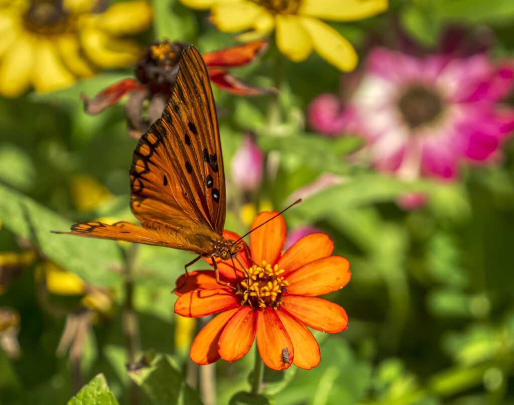 Orange Butterfly and Flower by kvphoto