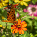 Orange Butterfly and Flower by kvphoto