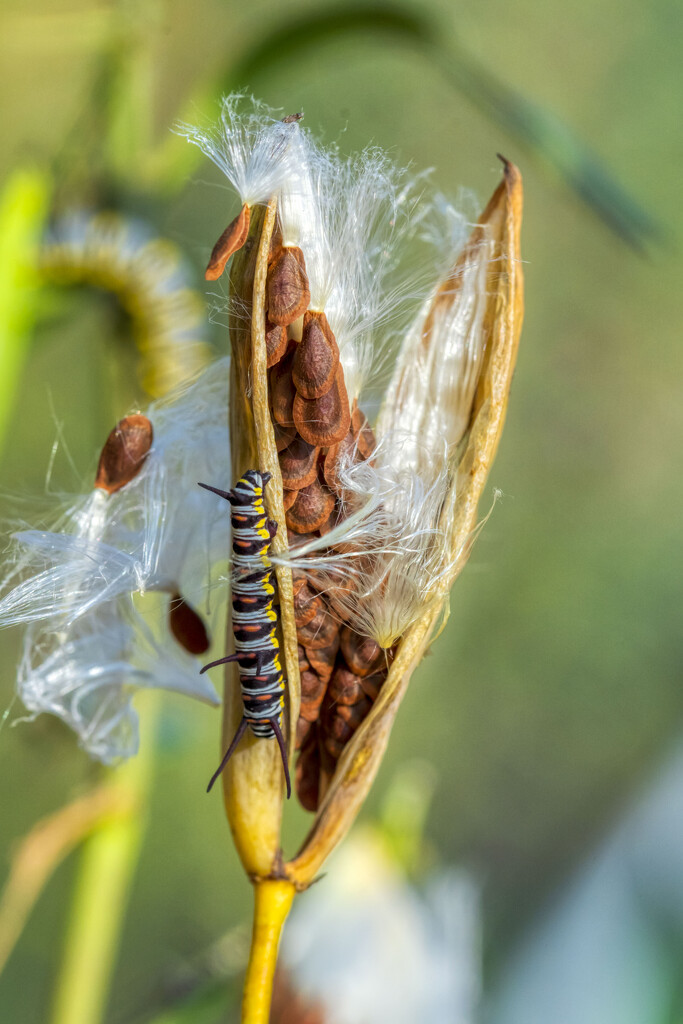 Queen Caterpillar on Milkweed by kvphoto