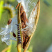 Queen Caterpillar on Milkweed by kvphoto