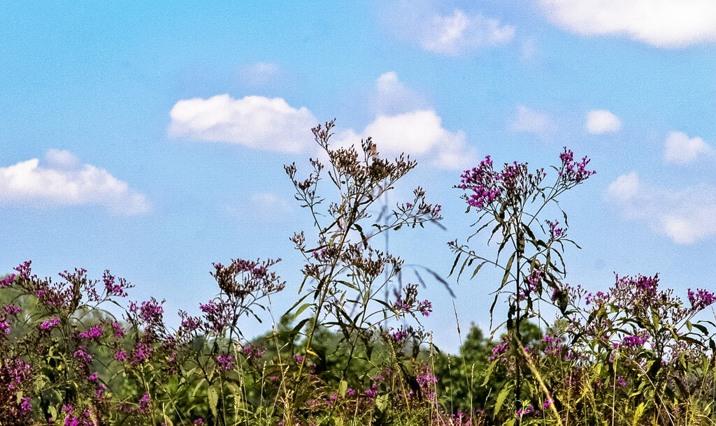 Purple wildflowers by mittens