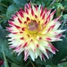 Another Surviving Dahlia by susiemc