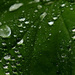 raindrops as little mirrors by marijbar