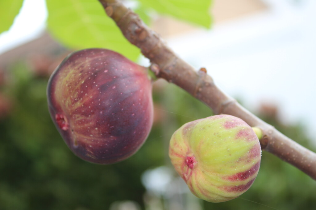 Figs by jb030958
