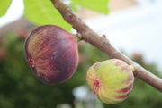 29th Aug 2021 - Figs