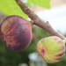 Figs by jb030958