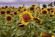 29th Aug 2021 - Sunflower Field