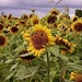 Sunflower Field by carole_sandford