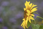 29th Aug 2021 - Sunflower With Phacelia Background