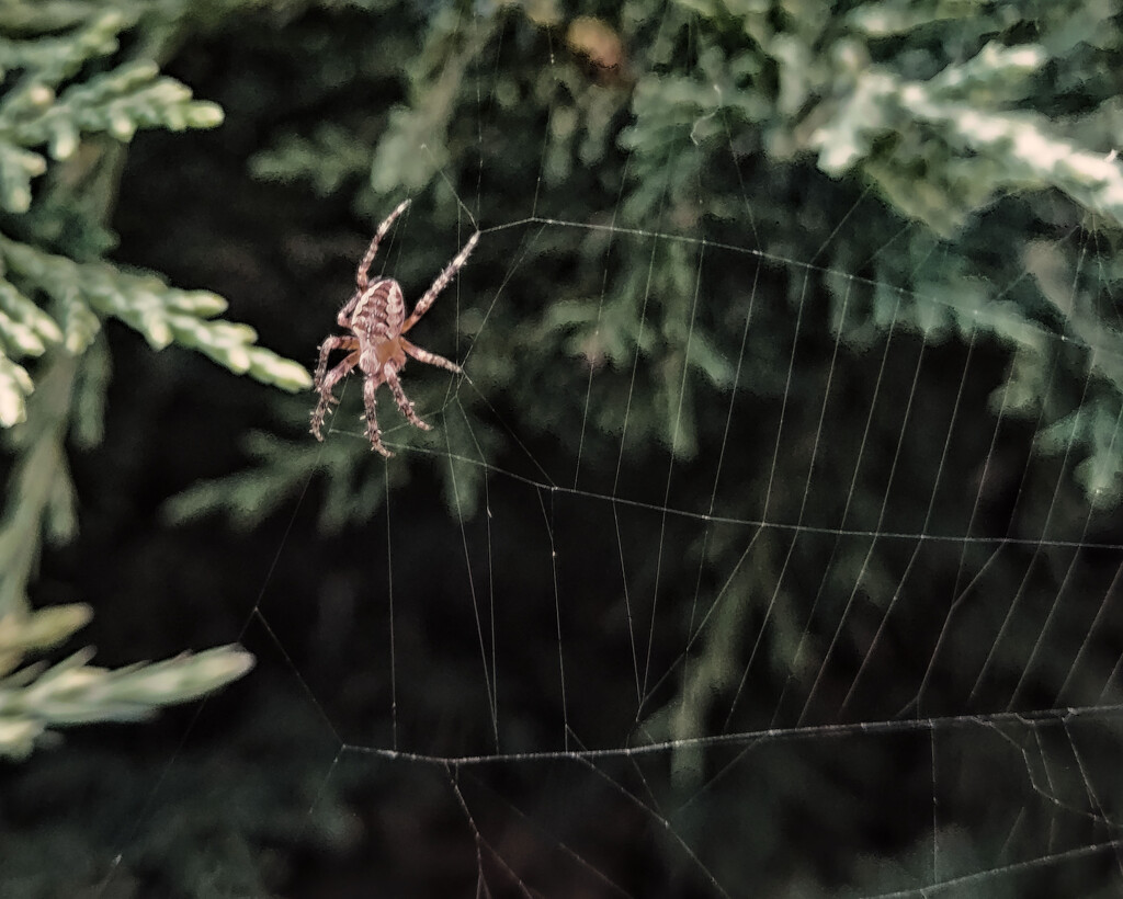 Spider by nmamaly