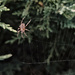 Spider by nmamaly