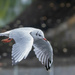 Otley Gull by lumpiniman