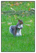 29th Aug 2021 - 2021-08-29 Squirreled Up