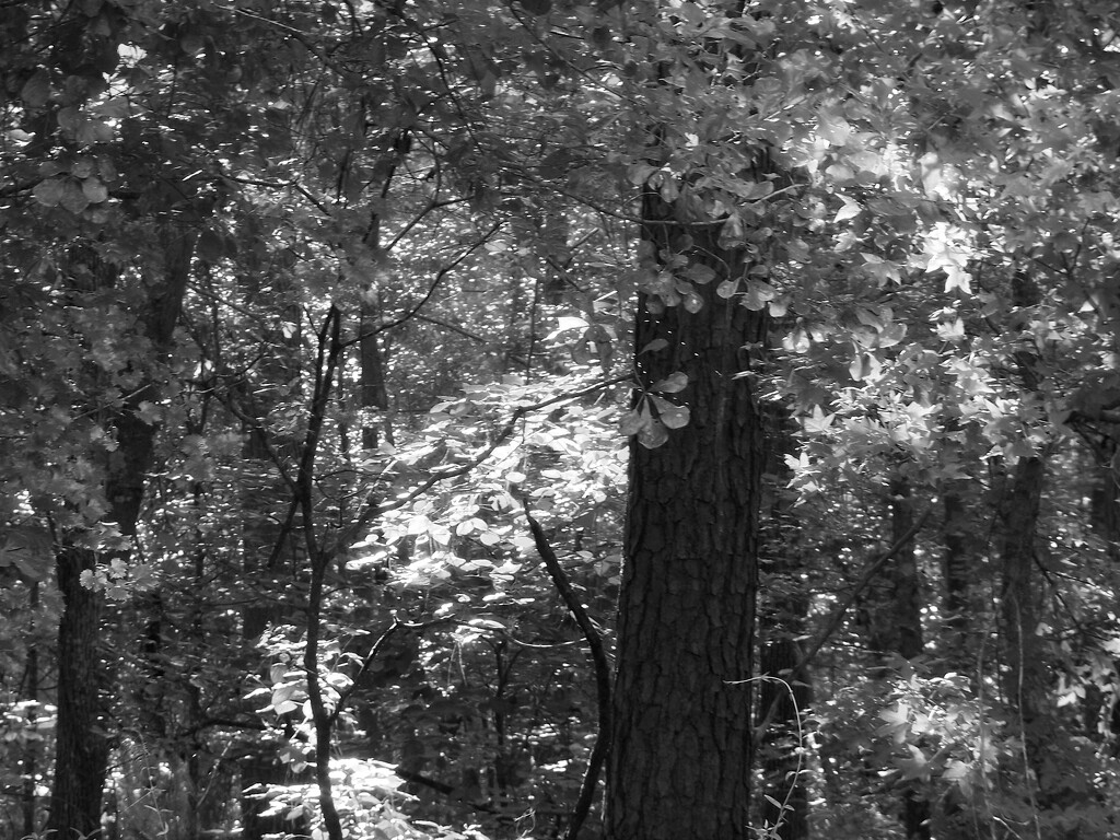 The woods love the light... by marlboromaam