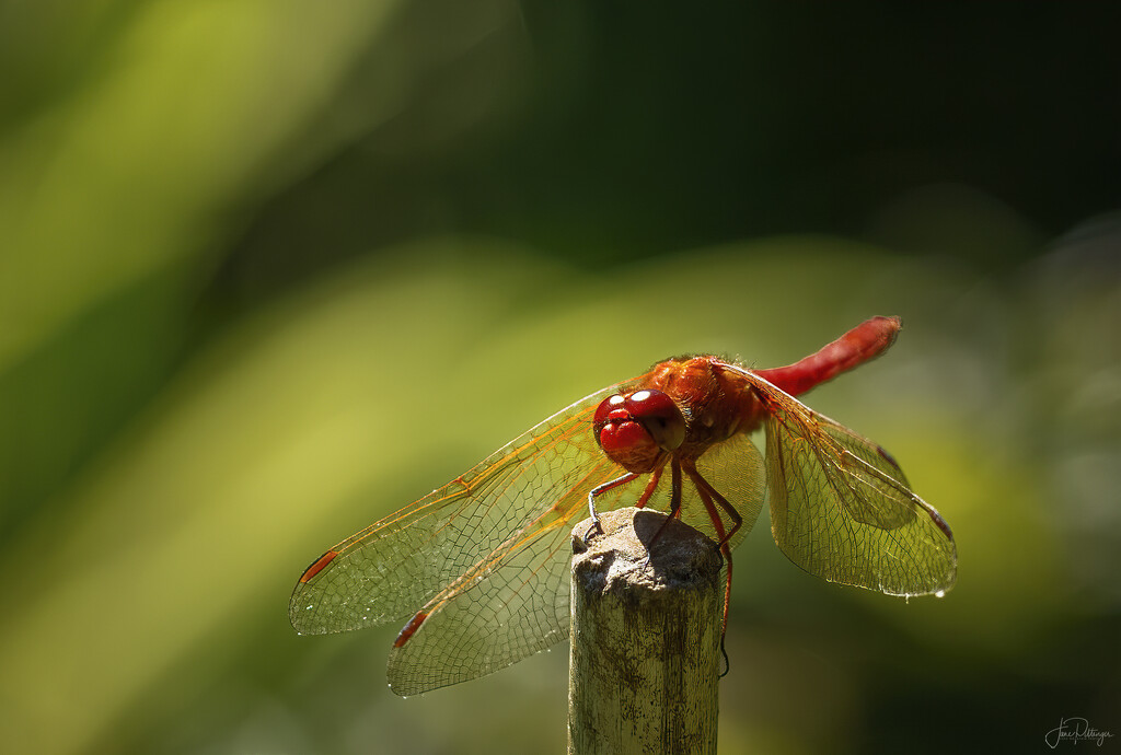 Dragonfly  by jgpittenger