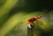 29th Aug 2021 - Dragonfly 