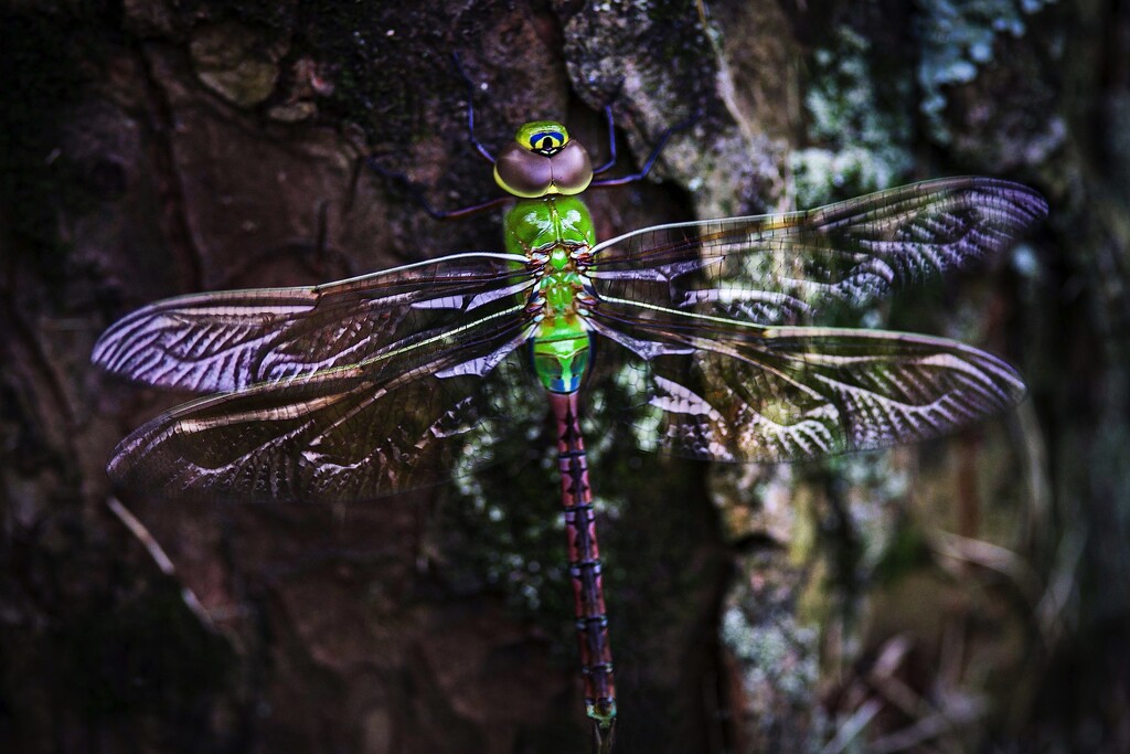 Common Green Darner by berelaxed