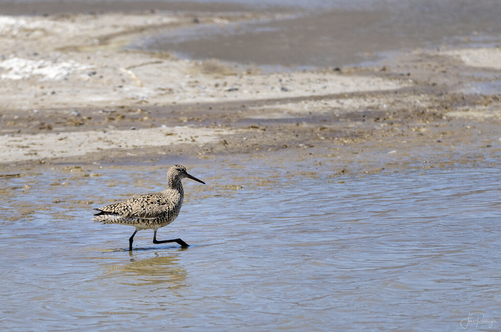 Willet On A Stroll by jgpittenger