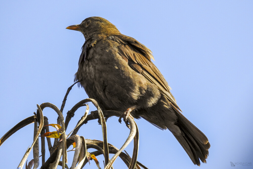 Female Blackbird by nickspicsnz