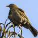 Female Blackbird by nickspicsnz