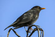 23rd Aug 2021 - Male Blackbird