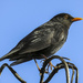Male Blackbird by nickspicsnz