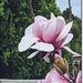 Magnificent Magnolia by sandradavies