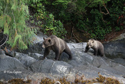 29th Aug 2021 - Grizzly Mom and Cub on the Hunt