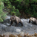 Grizzly Mom and Cub on the Hunt by kimmer50