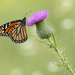 Beautiful Monarch by fayefaye