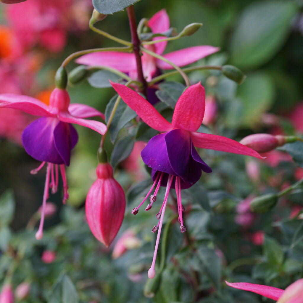 fuchsias in a pot by quietpurplehaze