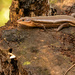 Broadhead Skink Lizard! by rickster549