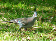 30th Aug 2021 - Crested Pigeon