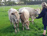 30th Aug 2021 - Our calves are growing
