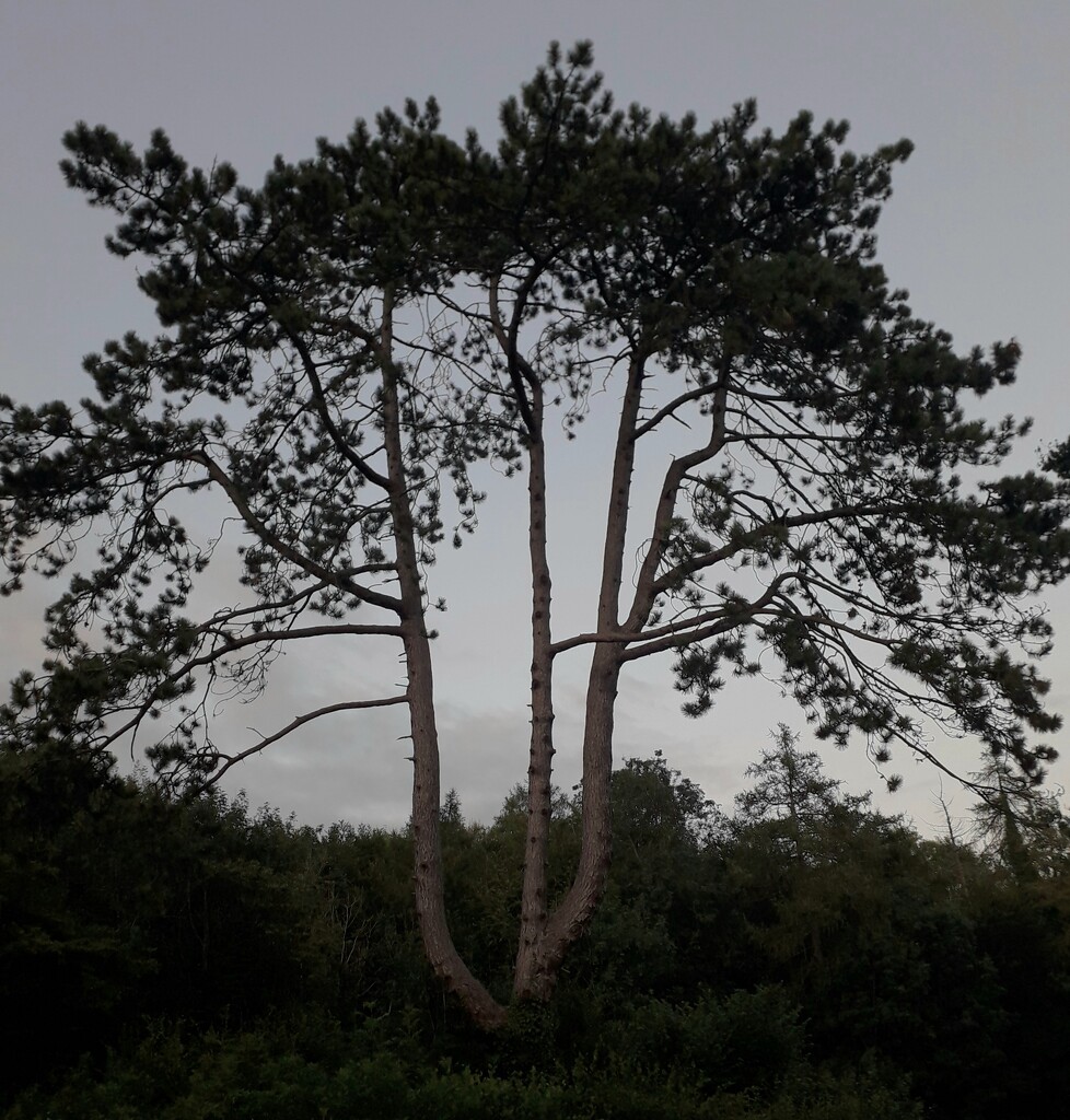 Evening tree by jokristina