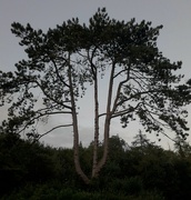 29th Aug 2021 - Evening tree