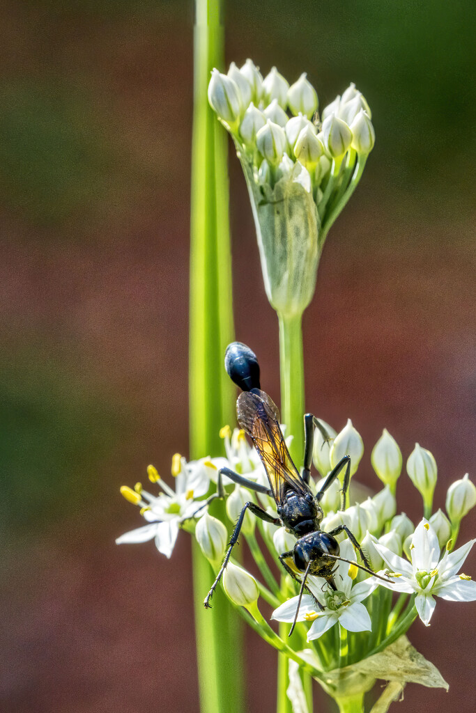 Thread-waisted Wasp by kvphoto