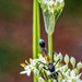 Thread-waisted Wasp by kvphoto