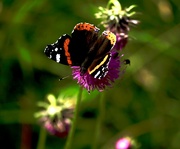 30th Aug 2021 - Butterfly 