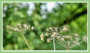 30th Aug 2021 - Seed Heads,Webs And Bokeh