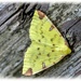 Brimstone Moth by carolmw
